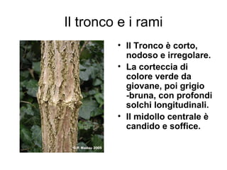 Il tronco e i rami
         • Il Tronco è corto,
           nodoso e irregolare.
         • La corteccia di
           colore verde da
           giovane, poi grigio
           -bruna, con profondi
           solchi longitudinali.
         • Il midollo centrale è
           candido e soffice.
 