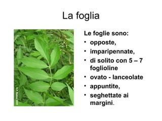 La foglia
     Le foglie sono:
     • opposte,
     • imparipennate,
     • di solito con 5 – 7
       foglioline
     • ovato - lanceolate
     • appuntite,
     • seghettate ai
       margini.
 