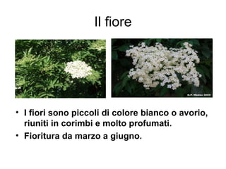 Il fiore




• I fiori sono piccoli di colore bianco o avorio,
  riuniti in corimbi e molto profumati.
• Fioritura da marzo a giugno.
 