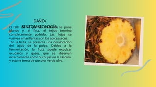 piña original cultivos agrícolas PARA PROYECCIONES EN EVENTOS DE ...