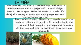 piña original cultivos agrícolas PARA PROYECCIONES EN EVENTOS DE ...