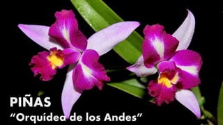 PIÑAS
“Orquídea de los Andes”
 