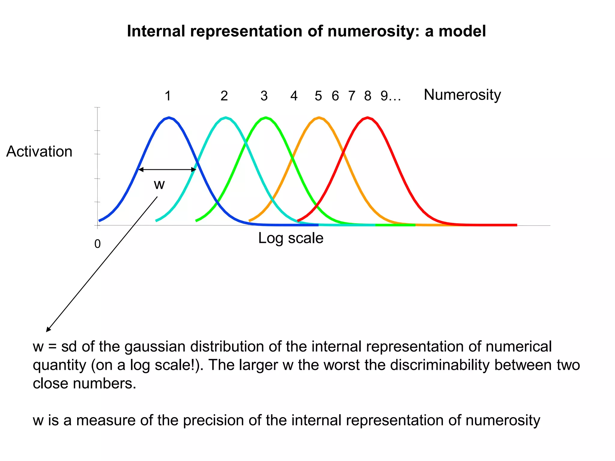 Internal representation of numerosity: a model


                      1        2     3    4   5 6 7 8 9…      Numerosity


Activation

                     w


             0                       Log scale




   w = sd of the gaussian distribution of the internal representation of numerical
   quantity (on a log scale!). The larger w the worst the discriminability between two
   close numbers.

   w is a measure of the precision of the internal representation of numerosity
 