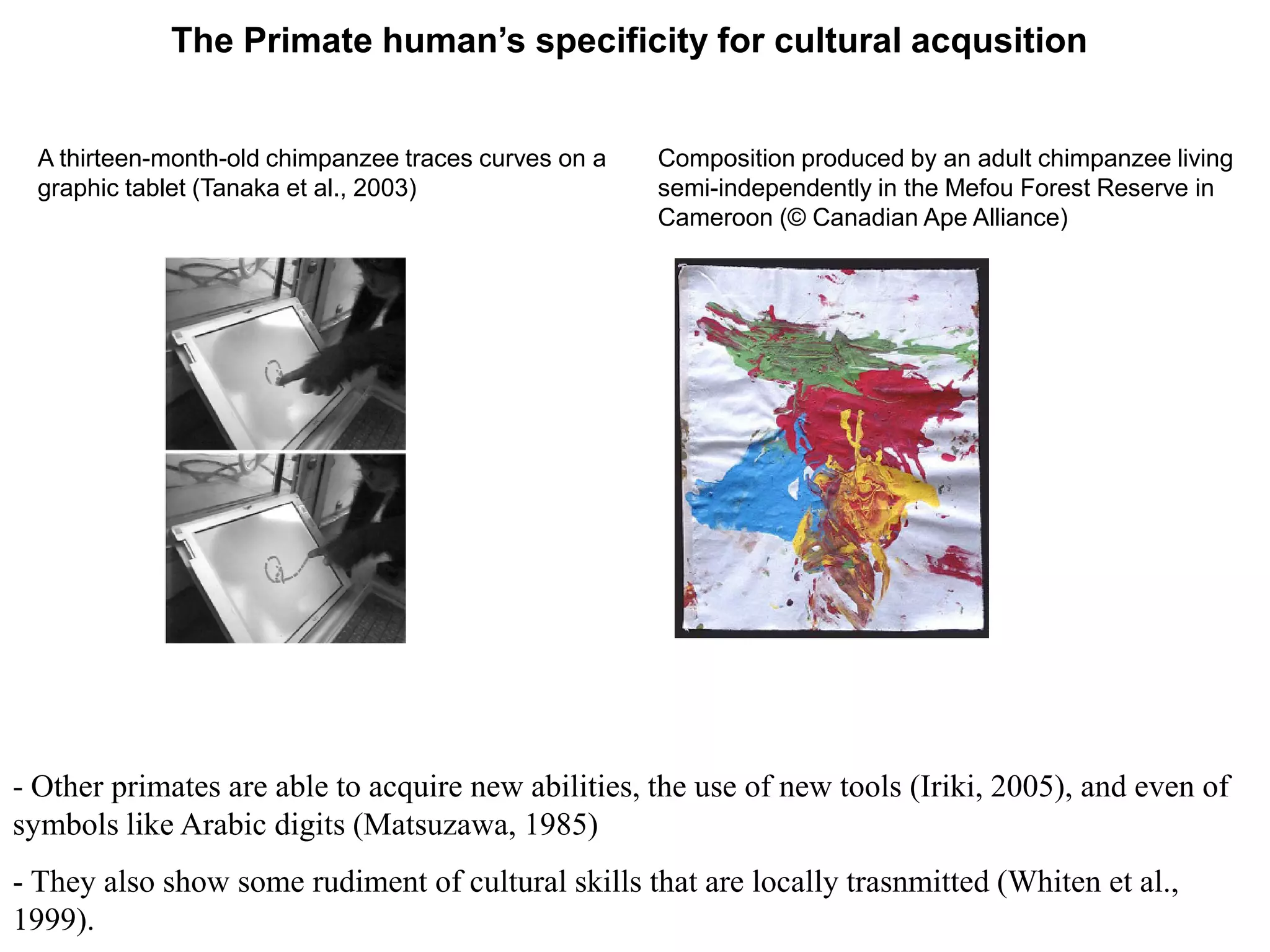 The Primate human’s specificity for cultural acqusition


  A thirteen-month-old chimpanzee traces curves on a   Composition produced by an adult chimpanzee living
  graphic tablet (Tanaka et al., 2003)                 semi-independently in the Mefou Forest Reserve in
                                                       Cameroon (© Canadian Ape Alliance)




- Other primates are able to acquire new abilities, the use of new tools (Iriki, 2005), and even of
symbols like Arabic digits (Matsuzawa, 1985)
- They also show some rudiment of cultural skills that are locally trasnmitted (Whiten et al.,
1999).
 