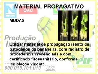MATERIAL PROPAGATIVO

MUDAS




Utilizar material de propagação isento de
patógenos da bananeira, com registro de
procedência credenciada e com
certificado fitossanitário, conforme
legislação vigente.
 