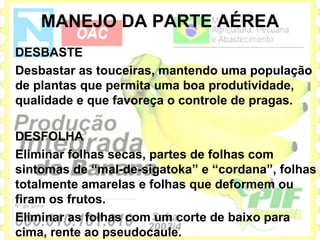 MANEJO DA PARTE AÉREA
DESBASTE
Desbastar as touceiras, mantendo uma população
de plantas que permita uma boa produtividade,
qualidade e que favoreça o controle de pragas.

DESFOLHA
Eliminar folhas secas, partes de folhas com
sintomas de “mal-de-sigatoka” e “cordana”, folhas
totalmente amarelas e folhas que deformem ou
firam os frutos.
Eliminar as folhas com um corte de baixo para
cima, rente ao pseudocaule.
 