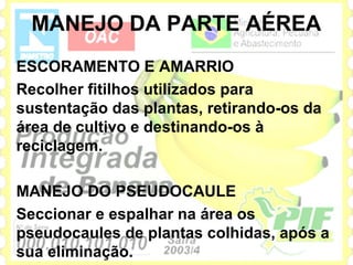 MANEJO DA PARTE AÉREA
ESCORAMENTO E AMARRIO
Recolher fitilhos utilizados para
sustentação das plantas, retirando-os da
área de cultivo e destinando-os à
reciclagem.

MANEJO DO PSEUDOCAULE
Seccionar e espalhar na área os
pseudocaules de plantas colhidas, após a
sua eliminação.
 
