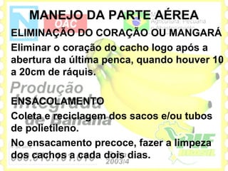 MANEJO DA PARTE AÉREA
ELIMINAÇÃO DO CORAÇÃO OU MANGARÁ
Eliminar o coração do cacho logo após a
abertura da última penca, quando houver 10
a 20cm de ráquis.

ENSACOLAMENTO
Coleta e reciclagem dos sacos e/ou tubos
de polietileno.
No ensacamento precoce, fazer a limpeza
dos cachos a cada dois dias.
 
