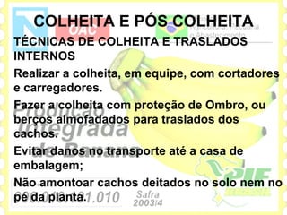 COLHEITA E PÓS COLHEITA
TÉCNICAS DE COLHEITA E TRASLADOS
INTERNOS
Realizar a colheita, em equipe, com cortadores
e carregadores.
Fazer a colheita com proteção de Ombro, ou
berços almofadados para traslados dos
cachos.
Evitar danos no transporte até a casa de
embalagem;
Não amontoar cachos deitados no solo nem no
pé da planta.
 