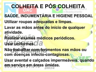 COLHEITA E PÓS COLHEITA
SAÚDE, INDUMENTÁRIA E HIGIENE PESSOAL
Utilizar roupas adequadas e limpas.
Lavar as mãos antes do início de qualquer
atividade.
Realizar exames médicos periódicos.
Usar uniformes.
Não trabalhar com ferimentos nas mãos ou
com doenças infecto-contagiosas.
Usar avental e calçados impermeáveis, quando
em serviço em áreas úmidas.
 