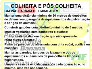 COLHEITA E PÓS COLHEITA
GALPÃO DA CASA DE EMBALAGEM
Manter uma distância mínima de 30 metros de depósitos
de defensivos, garagens de equipamentos de pulverização
e abrigos de animais;
Construir galpões com pé-direito mínimo de 3 metros;
Instalar vestiários com banheiros e duchas;
Utilizar material de construção que não apresente
rachaduras e frestas;
Pintar as paredes de alvernaria com tinta epóxi, acrílica ou
plástica.
Manter as paredes, tanques de lavagem e outros
equipamentos e utensílios de pós-colheita limpos e
higienizados.
Limpar a casa de embalagem após cada operação e, no
 