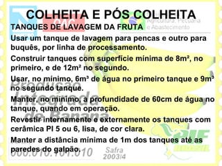 COLHEITA E PÓS COLHEITA
TANQUES DE LAVAGEM DA FRUTA
Usar um tanque de lavagem para pencas e outro para
buquês, por linha de processamento.
Construir tanques com superfície mínima de 8m², no
primeiro, e de 12m² no segundo.
Usar, no mínimo, 6m³ de água no primeiro tanque e 9m³
no segundo tanque.
Manter, no mínimo, a profundidade de 60cm de água no
tanque, quando em operação.
Revestir internamente e externamente os tanques com
cerâmica PI 5 ou 6, lisa, de cor clara.
Manter a distância mínima de 1m dos tanques até as
paredes do galpão.
 