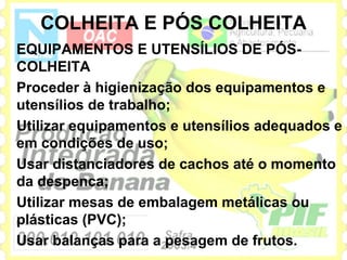 COLHEITA E PÓS COLHEITA
EQUIPAMENTOS E UTENSÍLIOS DE PÓS-
COLHEITA
Proceder à higienização dos equipamentos e
utensílios de trabalho;
Utilizar equipamentos e utensílios adequados e
em condições de uso;
Usar distanciadores de cachos até o momento
da despenca;
Utilizar mesas de embalagem metálicas ou
plásticas (PVC);
Usar balanças para a pesagem de frutos.
 