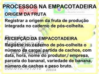 PROCESSOS NA EMPACOTADEIRA
ORIGEM DA FRUTA
Registrar a origem da fruta de produção
integrada no caderno de pós-colheita.

RECEPÇÃO DA EMPACOTADEIRA
Registrar no caderno de pós-colheita o
número da carga/ partida de cachos, com
data, hora, nome do produtor,/ empresa,
parcela do bananal, variedade de banana,
número de cachos e peso bruto.
 