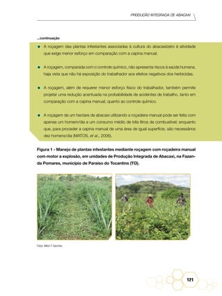 Produção Integrada de abacaxi
121
•	A roçagem das plantas infestantes associadas à cultura do abacaxizeiro é atividade
que exige menor esforço em comparação com a capina manual.
•	A roçagem, comparada com o controle químico, não apresenta riscos à saúde humana,
haja vista que não há exposição do trabalhador aos efeitos negativos dos herbicidas.
•	A roçagem, além de requerer menor esforço físico do trabalhador, também permite
projetar uma redução acentuada na probabilidade de acidentes de trabalho, tanto em
comparação com a capina manual, quanto ao controle químico.
•	A roçagem de um hectare de abacaxi utilizando a roçadeira manual pode ser feita com
apenas um homem/dia e um consumo médio de três litros de combustível; enquanto
que, para proceder a capina manual de uma área de igual superfície, são necessários
dez homens/dia (Matos, et al., 2006).
Figura 1 - Manejo de plantas infestantes mediante roçagem com roçadeira manual
com motor a explosão, em unidades de Produção Integrada de Abacaxi, na Fazen-
da Pomares, município de Paraíso do Tocantins (TO).
Fotos: Nilton F. Sanches.
...continuação
 