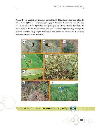 Produção Integrada de amendoim
181
Figura 2 - A) Lagarta-do-pescoço-vermelho; B) Cigarrinha-verde em folha de
amendoim; C) Dano ocasionado por trips; D) Sintoma de mancha-castanha em
folíolo de amendoim; E) Sintoma de pinta-preta na face inferior de folíolo de
amendoim; F) Planta de amendoim com cercosporiose; G) Efeito da presença de
plantas daninhas na operação de inversão das plantas de amendoim; H) Lavoura
com alta infestação de daninhas.
A
D
E
F
G H
B C
Ver literatura consultada no CD-ROM anexo a esta publicação.
 