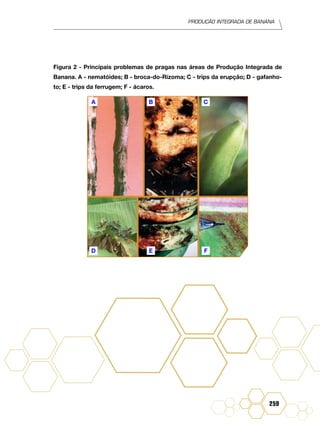 Produção Integrada de banana
259
Figura 2 - Principais problemas de pragas nas áreas de Produção Integrada de
Banana. A - nematóides; B - broca-do-Rizoma; C - trips da erupção; D - gafanho-
to; E - trips da ferrugem; F - ácaros.
A B C
E FD
 