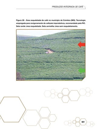 PRODUÇÃO INTEGRADA DE CAFÉ
427
Figura 28 - Área esqueletada de café no município de Coimbra (MG). Tecnologia
empregada para revigoramento de cafezais improdutivos, recomendada pela PIC.
Seta verde: área esqueletada. Seta vermelha: área sem esqueletamento.
 