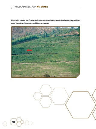 PRODUÇÃO INTEGRADA NO BRASIL
428
Figura 29 - Área de Produção Integrada com lavoura enfolhada (seta vermelha).
Área de cultivo convencional (área ao redor).
 