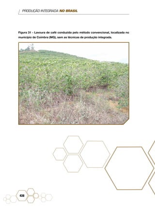 PRODUÇÃO INTEGRADA NO BRASIL
430
Figura 31 - Lavoura de café conduzida pelo método convencional, localizada no
município de Coimbra (MG), sem as técnicas de produção integrada.
 