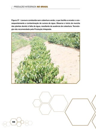 PRODUÇÃO INTEGRADA NO BRASIL
436
Figura 37 - Lavoura conduzida sem cobertura verde, o que facilita a erosão e con-
sequentemente a contaminação de cursos de água. Observe o início de murcha
das plantas devido à falta de água, resultante da ausência de cobertura. Tecnolo-
gia não recomendada pela Produção Integrada.
 