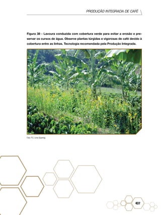 PRODUÇÃO INTEGRADA DE CAFÉ
437
Figura 38 - Lavoura conduzida com cobertura verde para evitar a erosão e pre-
servar os cursos de água. Observe plantas túrgidas e vigorosas de café devido à
cobertura entre as linhas. Tecnologia recomendada pela Produção Integrada.
Foto: P.C. Lima (Epamig).
 