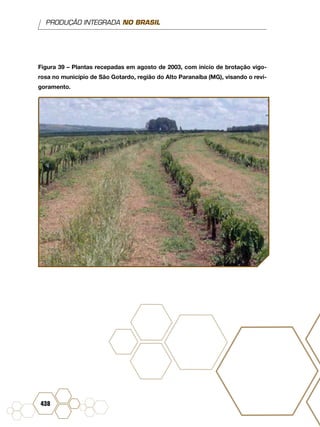 PRODUÇÃO INTEGRADA NO BRASIL
438
Figura 39 – Plantas recepadas em agosto de 2003, com início de brotação vigo-
rosa no município de São Gotardo, região do Alto Paranaíba (MG), visando o revi-
goramento.
 