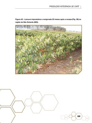 PRODUÇÃO INTEGRADA DE CAFÉ
439
Figura 40 - Lavoura improdutiva e revigorada 22 meses após a recepa (Fig. 39) na
região de São Gotardo (MG).
 