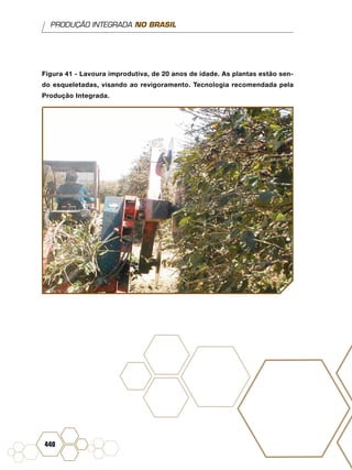 PRODUÇÃO INTEGRADA NO BRASIL
440
Figura 41 - Lavoura improdutiva, de 20 anos de idade. As plantas estão sen-
do esqueletadas, visando ao revigoramento. Tecnologia recomendada pela
Produção Integrada.
 