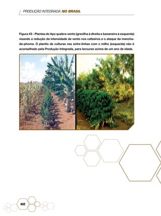 PRODUÇÃO INTEGRADA NO BRASIL
442
Figura 43 - Plantas do tipo quebra-vento (grevilha à direita e bananeira à esquerda)
visando a redução da intensidade de vento nos cafeeiros e o ataque da mancha-
de-phoma. O plantio de culturas nas entre-linhas com o milho (esquerda) não é
aconselhado pela Produção Integrada, para lavouras acima de um ano de idade.
 