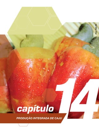 14capítulo
PRODUÇÃO INTEGRADA DE CAJU
Foto:FábioOki
 