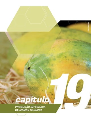 19capítulo
Produção Integrada
de mamão na Bahia
Foto:FábioOki
 