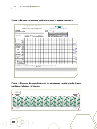 PRODUÇÃO INTEGRADA NO BRASIL
558
Figura 3 - Ficha de campo para monitoramento de pragas do mamoeiro.
Figura 4 - Esquema de encaminhamento em campo para monitoramento de cem
plantas em talhão de mil plantas.
ENTRADA DO
AMOSTRADOR
ENTRADA NA 1ª
SEMANA
ENTRADA NA 3ª
SEMANA
ENTRADA NA 4ª
SEMANA
ENTRADA NA 2ª
SEMANA
1
2
3
4
5
6
7
8
9
10
1 2 3 4 5 6 7 8 9 10 11 12 13 14 15 16 17 18 19 20 21 22 23 24 25 26 27 28 29 30 31 32 33 34 35 36 37 38 39 40 41 42 43 44 45 46 47 48 49 50
 
