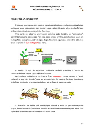 PROGRAMA DE INTEGRAÇÃO CNEN - PIC 
MÓDULO INFORMAÇÃO TÉCNICA 
42 
APLICAÇÕES NA AGRICULTURA 
É possível acompanhar, com o uso de traçadores radioativos, o metabolismo das plantas, 
verificando o que elas precisam para crescer, o que é absorvido pelas raízes e pelas folhas e 
onde um determinado elemento químico fica retido. 
Uma planta que absorveu um traçador radioativo pode, também, ser “radiografada”, 
permitindo localizar o radioisótopo. Para isso, basta colocar um filme, semelhante ao usado em 
radiografias e abreugrafias, sobre a região da planta durante alguns dias e revelá-lo. Obtém-se 
o que se chama de auto-radiografia da planta. 
A técnica do uso de traçadores radioativos também possibilita o estudo do 
comportamento de insetos, como abelhas e formigas. 
Ao ingerirem radioisótopos, os insetos ficam marcados, porque passam a “emitir 
radiação”, e seu “raio de ação” pode ser acompanhado. No caso de formigas, descobre-se 
onde fica o formigueiro e, no caso de abelhas, até as flores de sua preferência. 
A “marcação” de insetos com radioisótopos também é muito útil para eliminação de 
pragas, identificando qual predador se alimenta de determinado inseto indesejável. Neste caso 
o predador é usado em vez de inseticidas nocivos à saúde. 
 