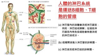 皮膚生理學2 : 皮膚科學概論 