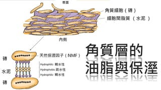 皮膚生理學7 : 皮膚護理 與 產品