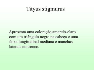 Tityus stigmurus

Apresenta uma coloração amarelo-claro
com um triângulo negro na cabeça e uma
faixa longitudinal mediana e manchas
laterais no tronco.

 