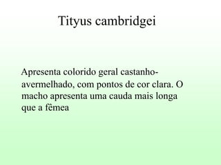 Tityus cambridgei

Apresenta colorido geral castanhoavermelhado, com pontos de cor clara. O
macho apresenta uma cauda mais longa
que a fêmea

 