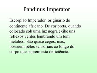 Pandinus Imperator
Escorpião Imperador originário do
continente africano. De cor preta, quando
colocado sob uma luz negra exibe uns
reflexos verdes lembrando um tom
metálico. São quase cegos, mas,
possuem pêlos sensoriais ao longo do
corpo que suprem esta deficiência.

 