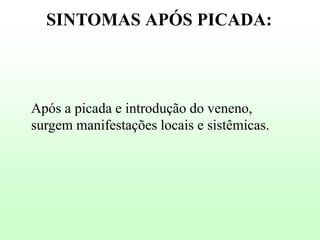 SINTOMAS APÓS PICADA:

Após a picada e introdução do veneno,
surgem manifestações locais e sistêmicas.

 