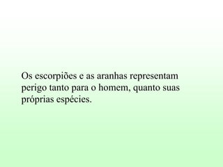 Os escorpiões e as aranhas representam
perigo tanto para o homem, quanto suas
próprias espécies.

 