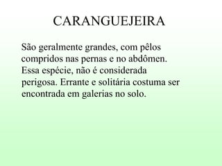 CARANGUEJEIRA
São geralmente grandes, com pêlos
compridos nas pernas e no abdômen.
Essa espécie, não é considerada
perigosa. Errante e solitária costuma ser
encontrada em galerias no solo.

 