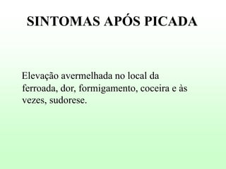 SINTOMAS APÓS PICADA

Elevação avermelhada no local da
ferroada, dor, formigamento, coceira e às
vezes, sudorese.

 
