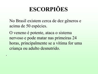ESCORPIÕES
No Brasil existem cerca de dez gêneros e
acima de 50 espécies.
O veneno é potente, ataca o sistema
nervoso e pode matar nas primeiras 24
horas, principalmente se a vítima for uma
criança ou adulto desnutrido.
.

 