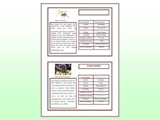 Fonte: Phil Myers
Nome popular:
São aranhas de uma espécie que
podem ser a mais abundante de
varias
outras que
vivem
na
companhia do homem nas instalações
urbanas. São conhecidas como
aranhas de casa. Sua distribuição é
mundial, devido ao transporte destes
animais junto com plantas. Apesar de
ser da mesma família que a temida
viúva negra (Latrodectus spp.) não
possui um veneno que possa trazer
perigo para os seres humanos.

Aranha de casa

Família:

Theridiidae

Gênero:

Parasteatoda

Habitat:

Áreas Urbanas

Atividade:

Diurno/Noturno

Tamanho da fêmea

5 a 8 mm

Tamanho do macho

4 mm

Coloração:

Amarelo p/Marrom

Risco p/ humanos

Nenhum

(EDWARDS, 2001)

Ctenus medius

Fonte: James A.Christensen

São aranhas encontradas em áreas de
Mata Atlântica. È uma espécie que
existe grande carência de estudos em
todos os aspectos. Possui hábitos

Nome Popular:

----------------

Família:

Ctenidae

Gênero:

Ctenus

Habitat:

Mata Atlântica

Atividade:

Noturno

noturnos, sendo encontradas durante
Tamanho da fêmea

----------------

solo e de noite nos topos de

Tamanho do macho

----------------

vegetação densa, como arbustos. São
de coloração marrom – alaranjado.

Coloração:

Marrom-alaranjado

Risco p/ humanos

Nenhum

o dia debaixo de rochas e troncos no

(ALMEIDA, et al., 2000)

 