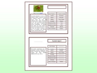 Fonte: Stanislav Krejčík

São aranhas adaptadas a viverem em
ambientes urbanos, constroem teias
em pequenos buracos e cantos
escuros dentro das casas. São
conhecidas como “aranha vermelha
de casa” São de coloração marrom
escuro, com pernas e cefalotórax
marrom avermelhados. As aranhas
desta espécie são muito tímidas,
apesar de sua picada causar dor leve
no local, seu veneno é inofensivo
para o ser humano. Têm hábitos
noturnos. (NESTICODES, 2012)

------------------------------

Nome Popular:

Aranha vermelha

Família:

Theridiidae

Gênero:

Nesticodes

Habitat:

Áreas Urbanas

Atividade:

Noturno

Tamanho da fêmea

7 mm

Tamanho do macho

5 mm

Coloração:

Marrom

Risco p/ humanos

Nenhum

Scytodes itapevi

Nome Popular:

São aranhas sinantrópicas que se
localizam no Norte e Sudeste do
Brasil. Possuem uma ocorrência
comum
nas
áreas
urbanas.
(BRESCOVIT et al., 2011)

---------------

Família:

Scytodidae

Gênero:

Scytodes

Habitat:

Áreas Urbanas

Atividade:

-----------------

Tamanho da fêmea

-----------------

Tamanho do macho

-----------------

Coloração:

-----------------

Risco p/ humanos

Nenhum

 