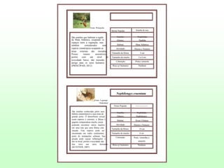 Fonte: Wikipedia

Nome Popular:

São aranhas que habitam a região
de Mata Atlântica, ocupando os
espaços entre a vegetação, mas
também
considerados
uma
espécie sinantrópica ocupando as
áreas externas das moradias.
Possui
veneno
neurotóxico,
porém
com
um
nível
de
toxicidade baixo, não trazendo
perigo para os seres humanos.
(PRINCIPAIS, 2012)

Aranha de teia

Família:

Nephilidae

Gênero:

Nephila

Habitat:

Mata Atlântica

Atividade:

Diurno e Noturno

Tamanho da fêmea

5 cm

Tamanho do macho

3 a 4 cm

Coloração:

Preta e amarela

Risco p/ humanos

Nenhum

Nephilengys cruentata
Fonte: Legrange
Ondendaal

Nome Popular:
São aranhas conhecidas pelos seus
hábitos sinantrópicos e suas teias de
grande porte. O dimorfismo sexual
nesta espécie é extremo, a fêmea é
gigante comparadoao macho, assim
podendo encontrar vários machos
em uma teia que uma fêmea esta
situada. Esta espécie pode ser
encontrada em todos continentes,
perto de instalações urbanas. Sua
picada pode causar inflamações e
dor no local, porém a toxicidade não
traz risco aos seres humanos.
(KUNTNER, 2007)

-----------------

Família:

Nephilidae

Gênero:

Nephilengys

Habitat:

Áreas Urbanas

Atividade:

Diurno e Noturno

Tamanho da fêmea

19 cm

Tamanho do macho

4 cm

Coloração:

Preto, vermelho e
amarelo

Risco p/ humanos

Nenhum

 