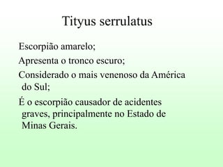 Tityus serrulatus
Escorpião amarelo;
Apresenta o tronco escuro;
Considerado o mais venenoso da América
do Sul;

É o escorpião causador de acidentes
graves, principalmente no Estado de
Minas Gerais.

 