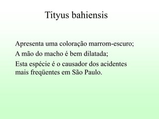 Tityus bahiensis
Apresenta uma coloração marrom-escuro;
A mão do macho é bem dilatada;
Esta espécie é o causador dos acidentes
mais freqüentes em São Paulo.

 