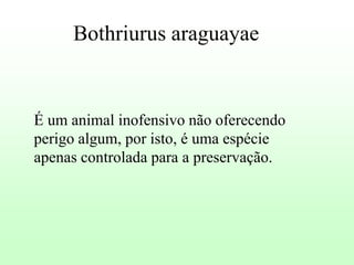 Bothriurus araguayae

É um animal inofensivo não oferecendo
perigo algum, por isto, é uma espécie
apenas controlada para a preservação.

 